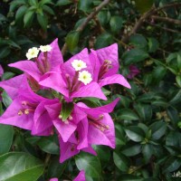 Bougainvillea spectabilis Willd.